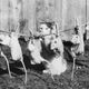 Illustration for article titled Vintage Photos Reveal Century-Long Obession with Dressing Up Pets